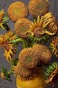 FREEing Table Museum figma Gogh-saku Himawari