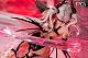 Poi2ANIME Levia-san Succubus Gakuen Suiei-bu Deluxe Edition 1/6 Plastic Figure gallery thumbnail