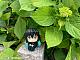 MegaHouse LookUp Kimetsu no Yaiba Tokito Muichiro Plastic Figure gallery thumbnail