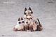 RIBOSE DLC Series Tea Time Cats x Jam-neko Azuki-san Yuujou Collabo Gentei Set Plastic Figure gallery thumbnail