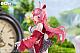 DCTer Shori Usagi Rosu Shifuku Ver. 1/7 Plastic Figure gallery thumbnail