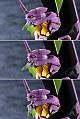 KOTOBUKIYA Neon Genesis Evangelion Evangelion EVA-01 TV Ver. Plastic Kit gallery thumbnail